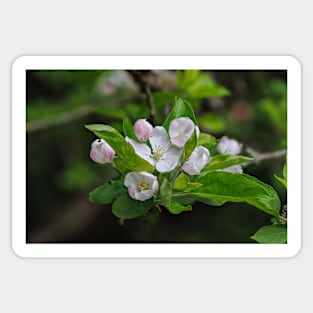 Apple Blossom Sticker